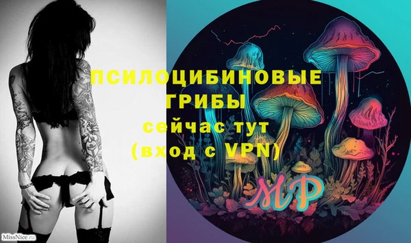 хмурый Аркадак